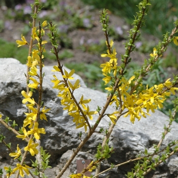 Forsythia x intermedia 'Golden Peep™' (031592)