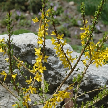 Forsythia x intermedia 'Golden Peep™' (031593)