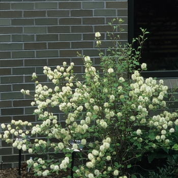 Fothergilla gardenii 'Blue Mist' (031612)