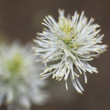 Fothergilla gardenii 'Blue Mist' (031614)