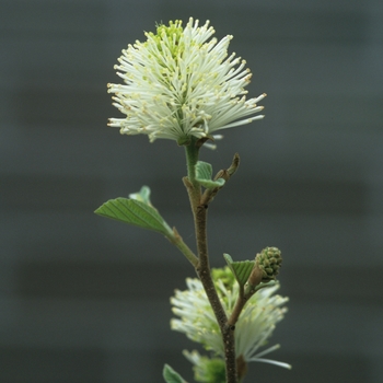 Fothergilla gardenii 'Blue Mist' (031615)