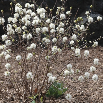 Fothergilla gardenii 'Blue Mist' (031616)