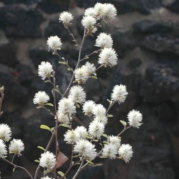 Fothergilla gardenii 'Blue Mist' (031617)