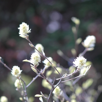 Fothergilla gardenii 'Jane Platt' (031618)