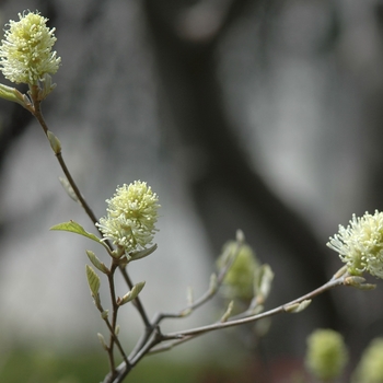 Fothergilla gardenii 'Jane Platt' (031620)