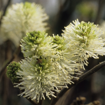 Fothergilla major 'Mount Airy' (031622)