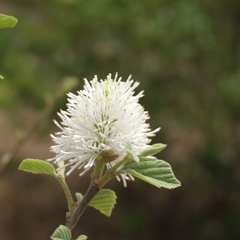 Fothergilla gardenii 'Suzanne' (031625)