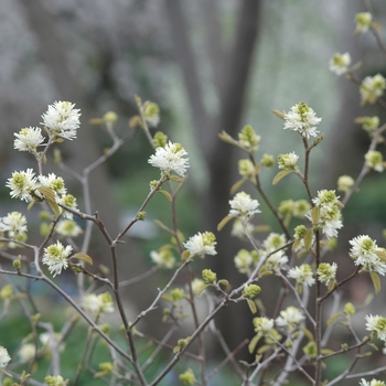 Fothergilla major 'Arkansas Beauty' (031631)