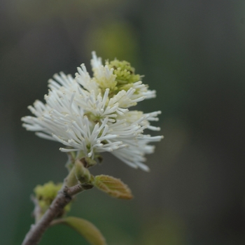 Fothergilla major 'Arkansas Beauty' (031633)