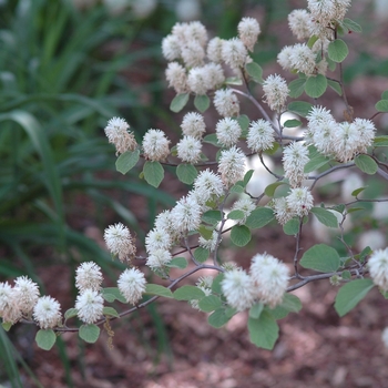 Fothergilla monticola '' (031635)