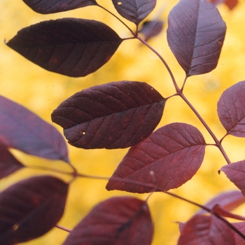 Fraxinus americana 'Autumn Purple®' (031642)