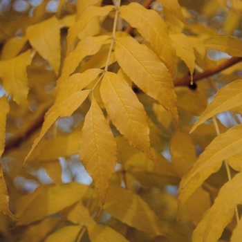 Fraxinus excelsior 'Golden Dessert®' (031643)