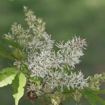 Fraxinus longicuspis '' (031646)