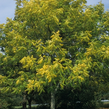 Fraxinus nigra '' (031647)