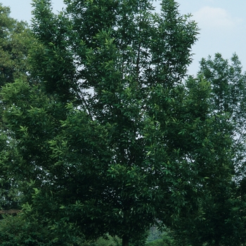 Fraxinus pennsylvanica 'Summit' (031649)