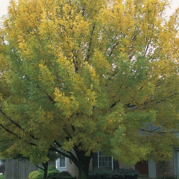 Fraxinus pennsylvanica 'Summit' (031650)