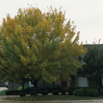 Fraxinus pennsylvanica 'Summit' (031651)