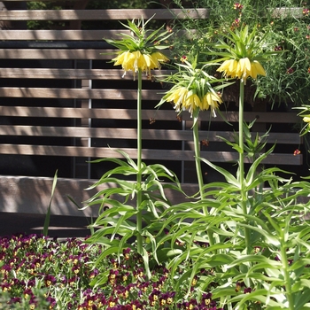 Fritillaria imperialis 'Lutea' (031653)