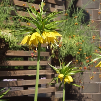 Fritillaria imperialis 'Lutea' (031655)