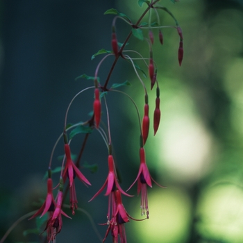 Fuchsia magellanica '' (031657)