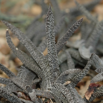 Gasteria carinata var. verricosa '' (031670)