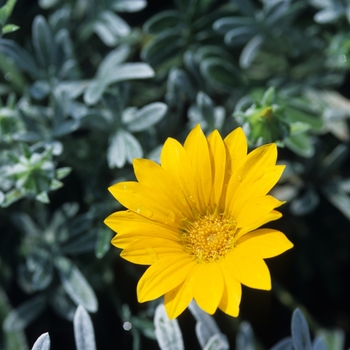 Gazania rigens 'Talent Yellow' (031673)