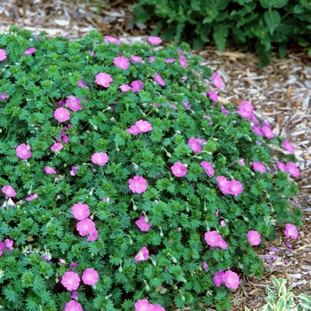 Geranium sanguineum 'Nanum' (031688)