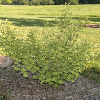 Ginkgo biloba 'Chi Chi' (031703)