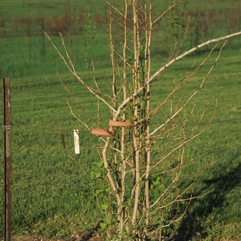 Ginkgo biloba 'Tubiformis' (031705)