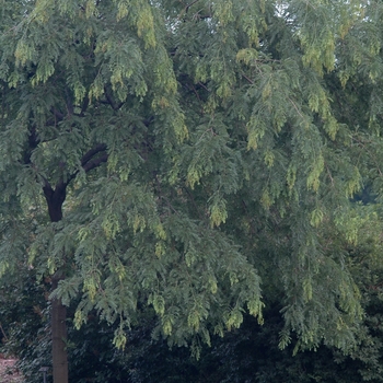 Gleditsia triacanthos 'Marando' (031709)