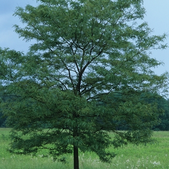 Gleditsia triacanthos var. inermis 'Trueshade®' (031710)