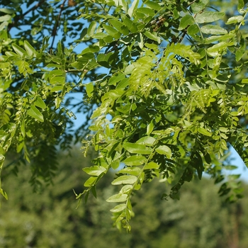 Gleditsia triacanthos var. inermis 'Trueshade®' (031711)