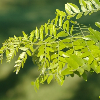 Gleditsia triacanthos var. inermis 'Trueshade®' (031712)