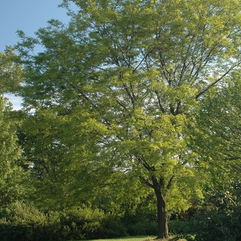 Gleditsia triacanthos var. inermis 'Trueshade®' (031713)