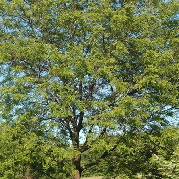 Gleditsia triacanthos var. inermis 'Trueshade®' (031715)