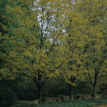 Gleditsia triacanthos var. inermis 'Imperial®' (031717)