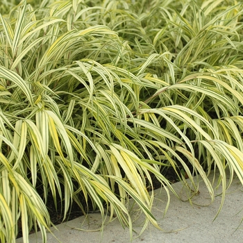 Hakonechloa macra 'Aureola' (031752)