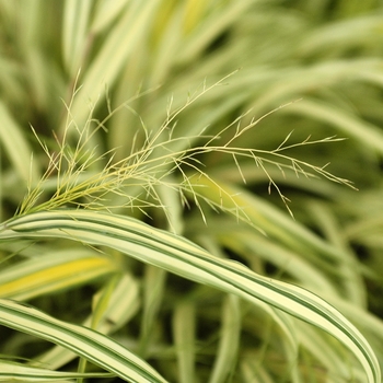 Hakonechloa macra 'Aureola' (031753)