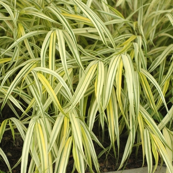 Hakonechloa macra 'Aureola' (031754)