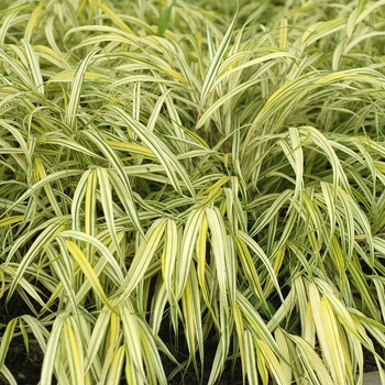 Hakonechloa macra 'Aureola' (031755)