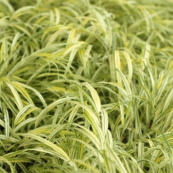 Hakonechloa macra 'Aureola' (031756)