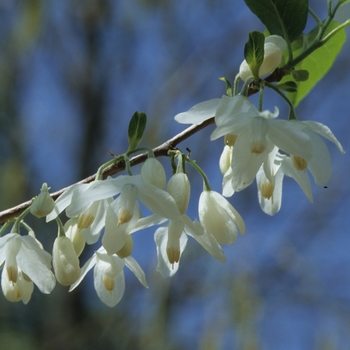 Halesia diptera '' (031761)