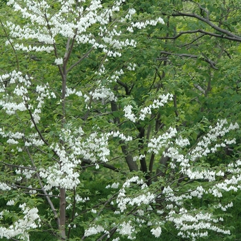 Halesia diptera 'Magniflora' (031763)