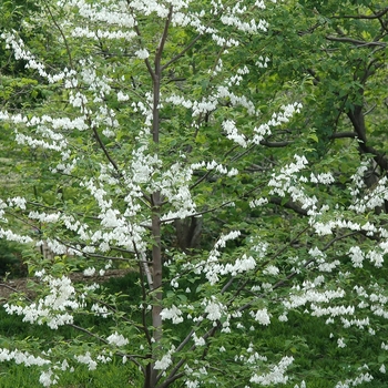 Halesia diptera 'Magniflora' (031764)