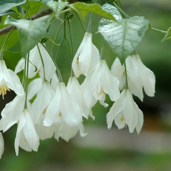 Halesia diptera 'Magniflora' (031765)