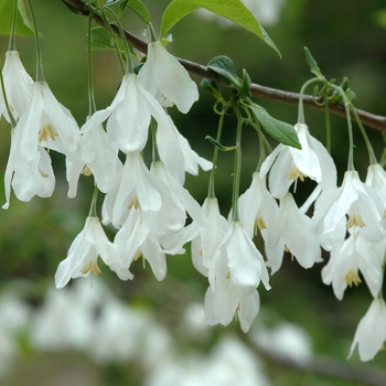 Halesia diptera 'Magniflora' (031767)