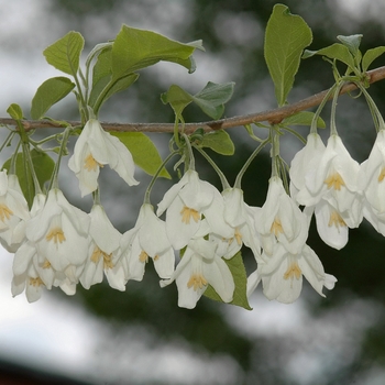 Halesia diptera 'Magniflora' (031768)