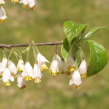 Halesia parviflora '' (031770)