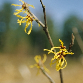 Hamamelis 'Ripe Corn' (031776)