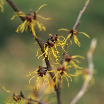 Hamamelis japonica 'Arborea' (031777)